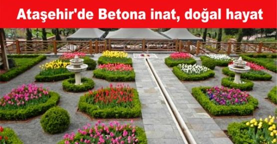 Ataşehir'de Betona inat, doğal hayat
