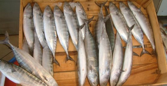 Balık Sezonun'da Çingene palamudu“ bereketi Bekleniyor