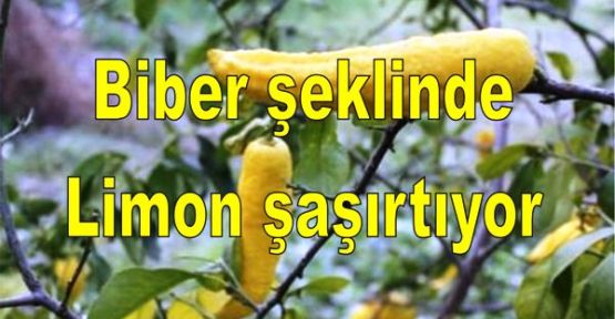 Biber şeklinde limon görenleri şaşırtıyor