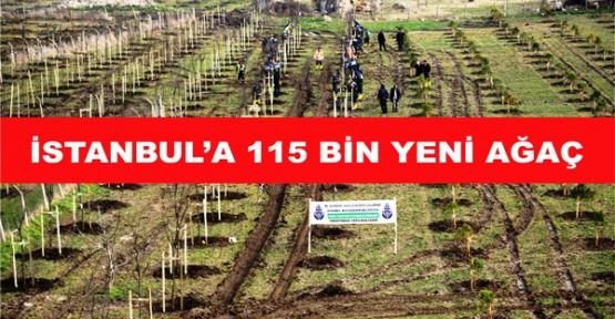 İSTANBUL’A 115 BİN YENİ AĞAÇ DİKİLİYOR