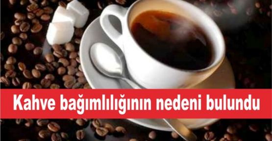 Kahve bağımlılığının nedeni bulundu