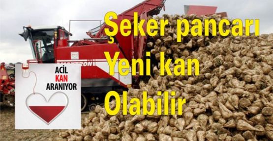 Şeker pancarı, 