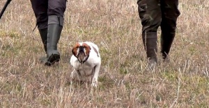 Köpek Eğitimi, AV KÖPEĞİNİN EĞİTİMİ