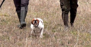 Köpek Eğitimi, AV KÖPEĞİNİN EĞİTİMİ