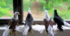 Ketme Irkı Güvercinler