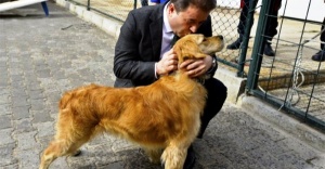 Maltepe’de 6 ayda 580 sokak hayvanı tedavi edildi