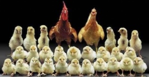 Tavuk yumurtası üretimi 1,3 milyar adet olarak gerçekleşti
