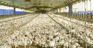 Tavuk yumurtası üretimi 1,3 milyar adet olarak gerçekleşti