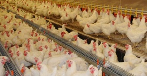Tavuk yumurtası üretimi 1,5 milyar adet olarak gerçekleşti