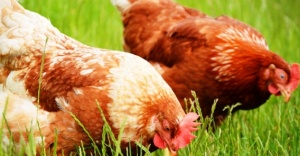 Tavuk yumurtası üretimi 1,4 milyar adet olarak gerçekleşti