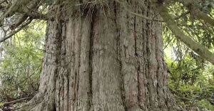Zonguldak’ta 4112 Yaşında Porsuk Ağacı Bulundu