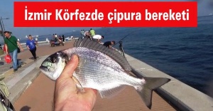 İzmir Körfezde çipura bereketi