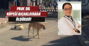Profesör,  Köpeği bıçakladı