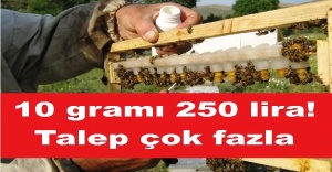 10 gramı 250 lira! Talep çok fazla