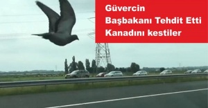 Güvercin Başbakanı Tehtit Etti, Kanadını Kestiler