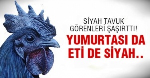 Eti ve Yumurtası Siyah Kara Tavuk, Ayam Cemani