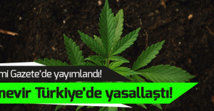 Kenevir Ekimi 19 ilde yasallaştı