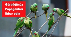 Papağanları Gördüğünüz Yerde ihbar edin