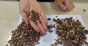 Tohum Takas Şenliğin'de 70 yıllık domates tohumu damga vurdu