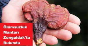 Zonguldak'ta ‘ölümsüzlük mantarı’nı buldu