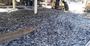 Balıkçılar Liman'da bedava hamsi dağıttılar
