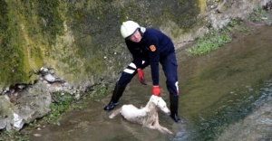 Ataşehir'de  Dereye Düşen Köpek İçin Seferber Oldular