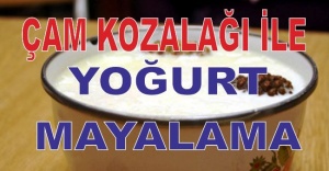 ÇAM KOZALAĞI İLE DOĞAL YOĞURT MAYALAMA