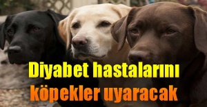 Diyabet köpekleri