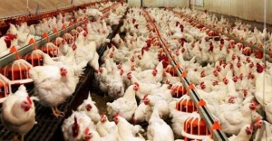 Türkiye'de "etçi damızlık tavuk" ilk kez geliştirildi
