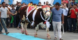 EN GÜZELİ 'AĞRI DAĞI'