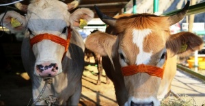 Satılmayan Kurbanlıkları Et ve Süt Kurumu Alacak