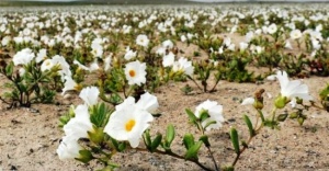 Şili'deki Atacama Çölü çiçek tarlasına nasıl dönüştü?