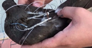 Silivri Cezaevi'nde 'haberci kuş' yakalandı