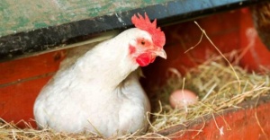 Bu Tavuklar kanser ilacı yumurtluyor!