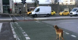 Yaya Geçidinden Geçmeyi, Köpek Öğrendi İnsan Öğrenemedi!