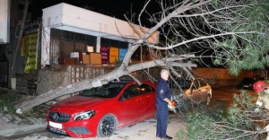 Ataşehir'de Ağaç lüks otomobilin üzerine devrildi