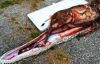 ABD’nin Florida eyaletinde 5 metrelik piton, 35 kiloluk geyiği yuttu
