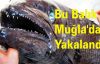 Bu Balık Muğla'da Yakalandı