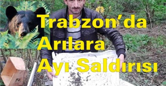 Trabzon’da Arılara Ayı Saldırısı