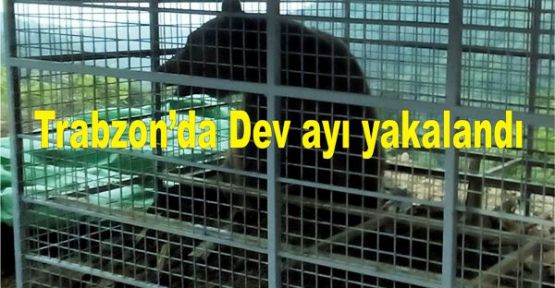 Trabzon’da Dev ayı yakalandı