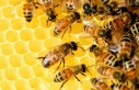 Arı ve Bal Hakkında bilmediklerimiz