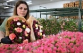 Anneler Günü için Türkiye'den Avrupa'ya 70 milyon dal çiçek ihracatı