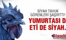 Eti ve Yumurtası Siyah Kara Tavuk, Ayam Cemani