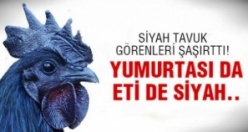 Eti, Yumurtası Siyah, Kara Tavuk, Ayam Cemani,