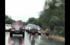 Aslanlar resmi Geçidi, Var mı Aslanlara Yol Vermeyen