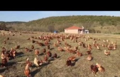 Gezen Tavuk Ürünleri Yumurta Tavuk Eti