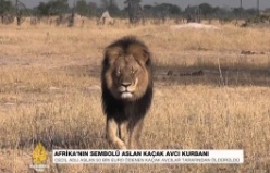 Kaçak avcılar, Afrika'nın en ünlü aslanını öldürüldü. 2015