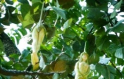 Kadın Ağacı, Nareepol,Thailand's amazing tree