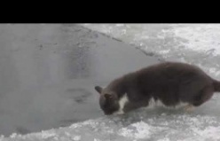 Kedi Buzda Balık Avlıyor
