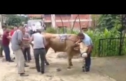 Kurban Keserken Nelere Dikkat Etmeliyiz Kurban Nasıl Yatırılır